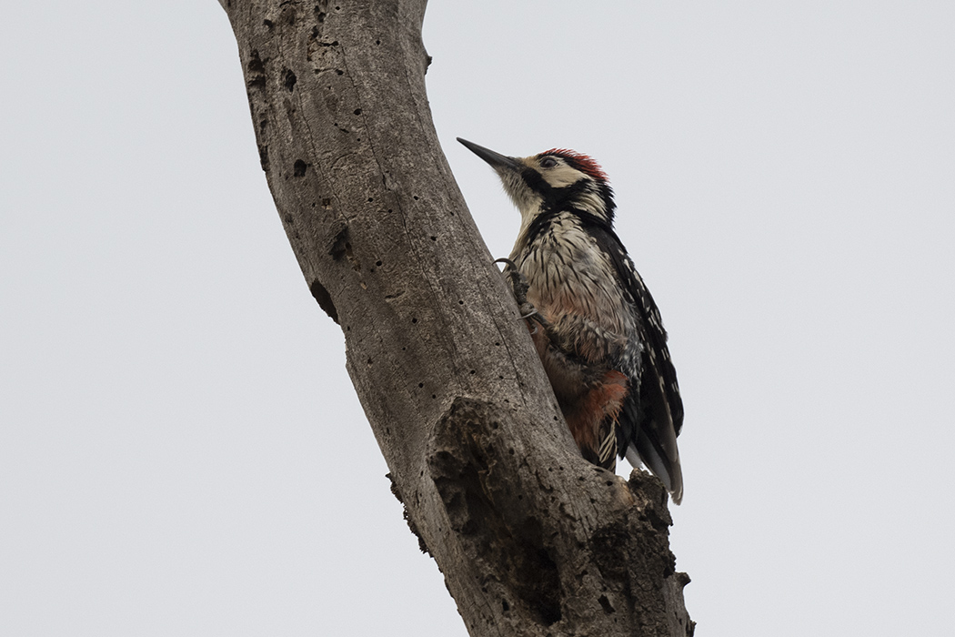 White-backed Woodpecker